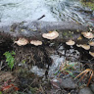 Meet your Posher, Rae